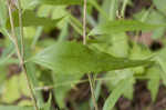 Eastern purple coneflower